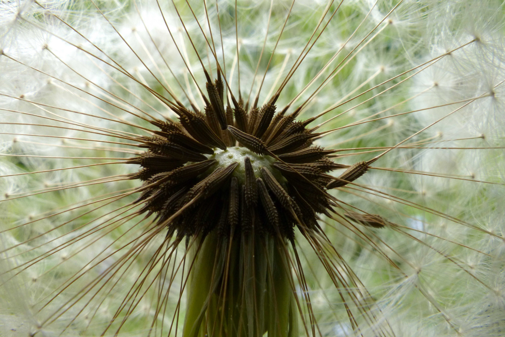 Busteblume