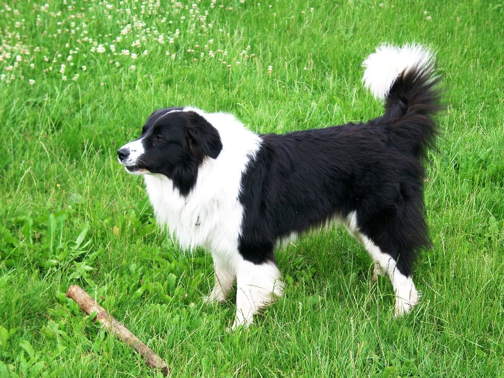 Buster... ein schöner Border Collie