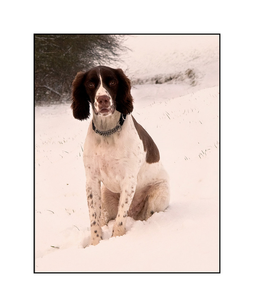 Buster in the snow