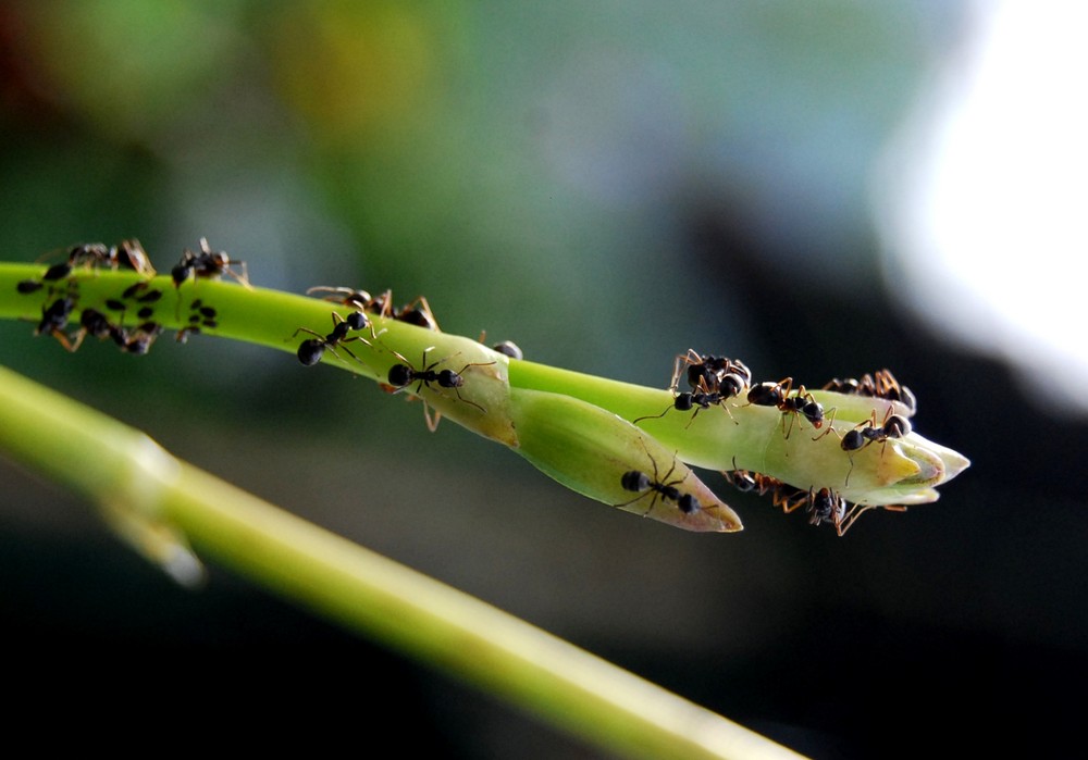 Busy Ants