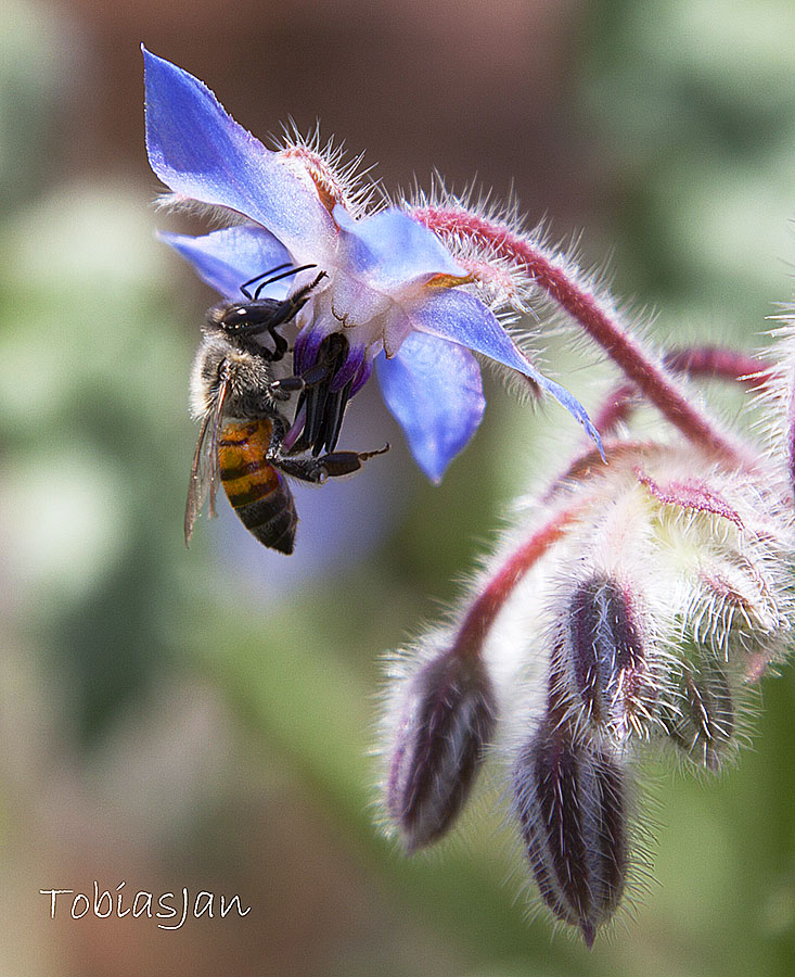 Busy Bee