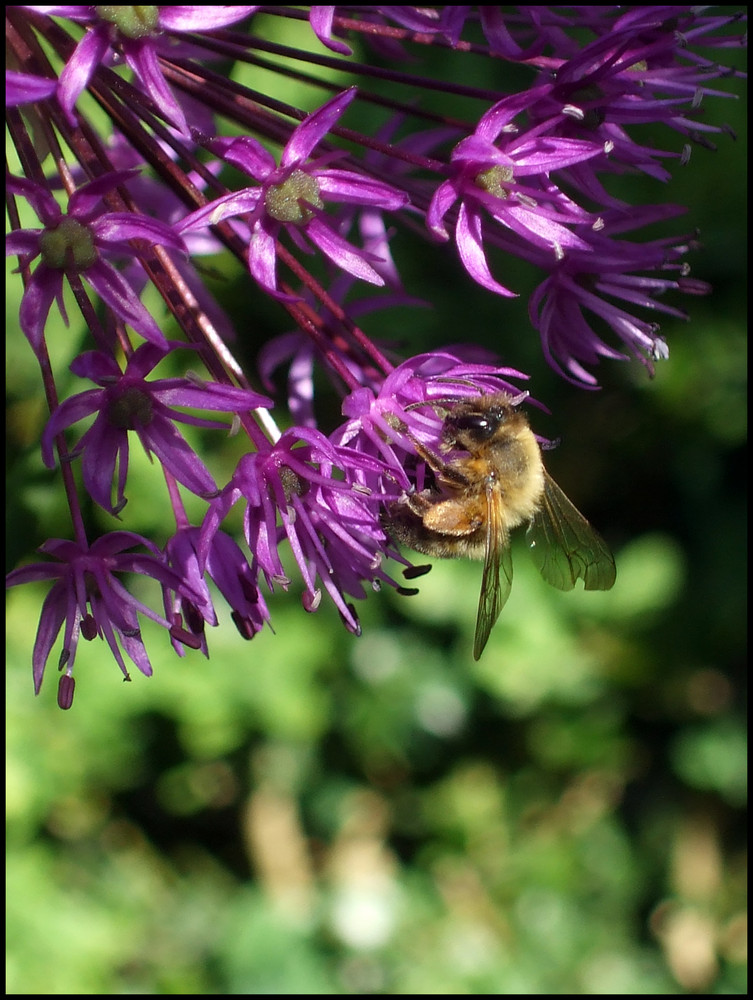 busy bee.