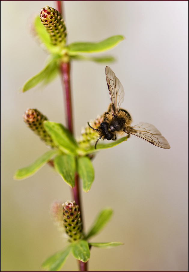 busy bee