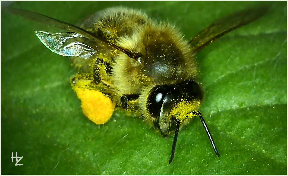 busy bee collecting pollen