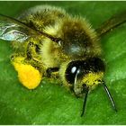 busy bee collecting pollen