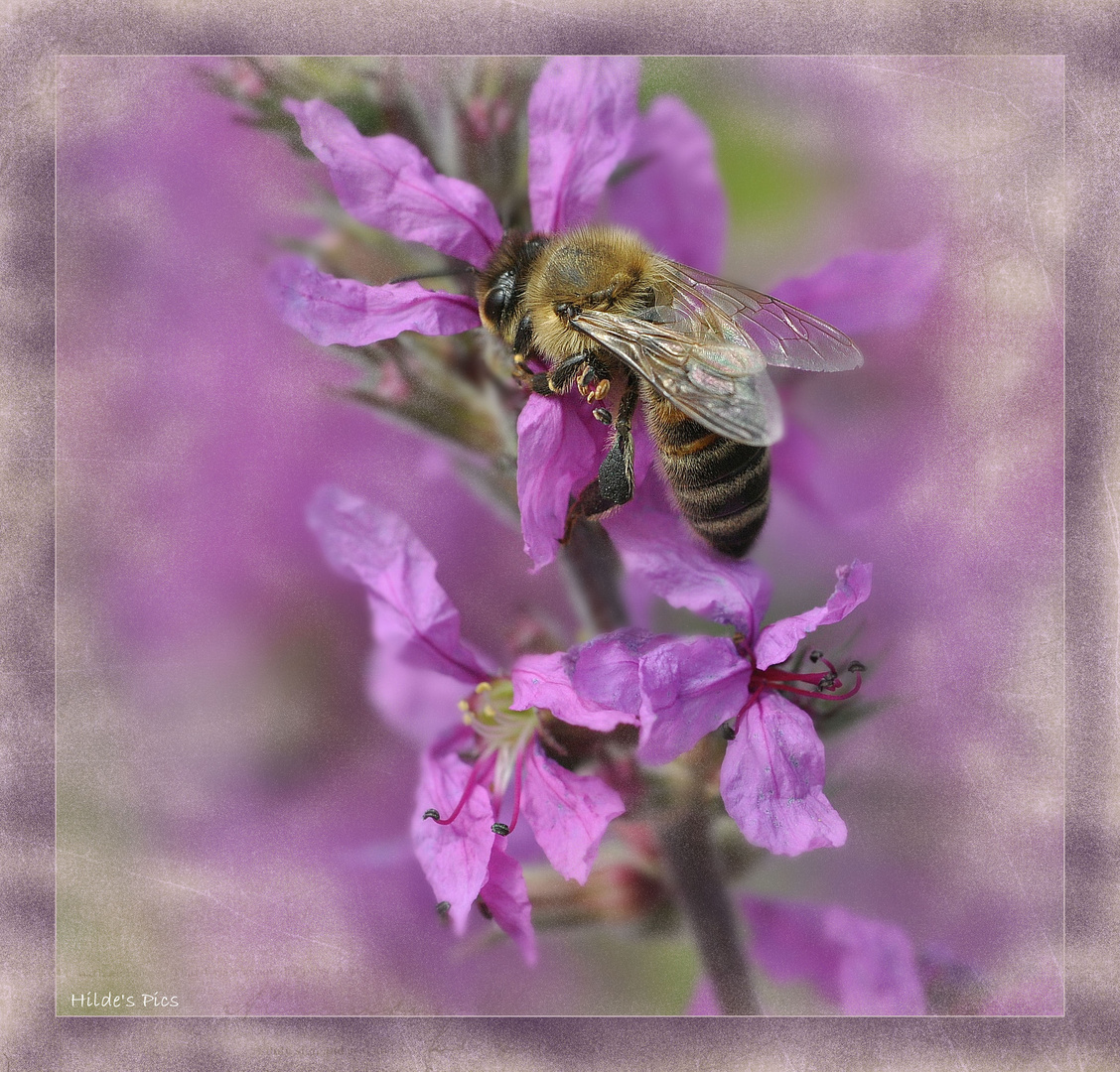 Busy Bee