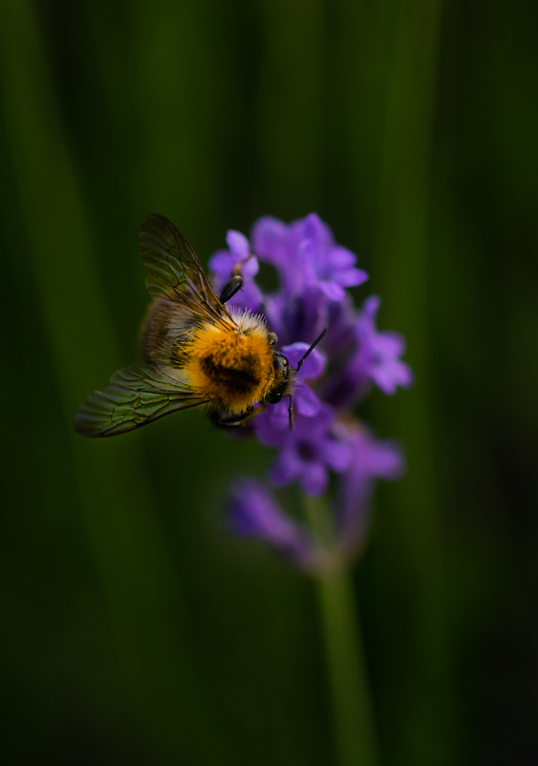 Busy Bee II