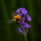 Busy Bee II