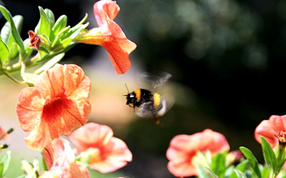 Busy bee, unscharf aber trotzdem schön