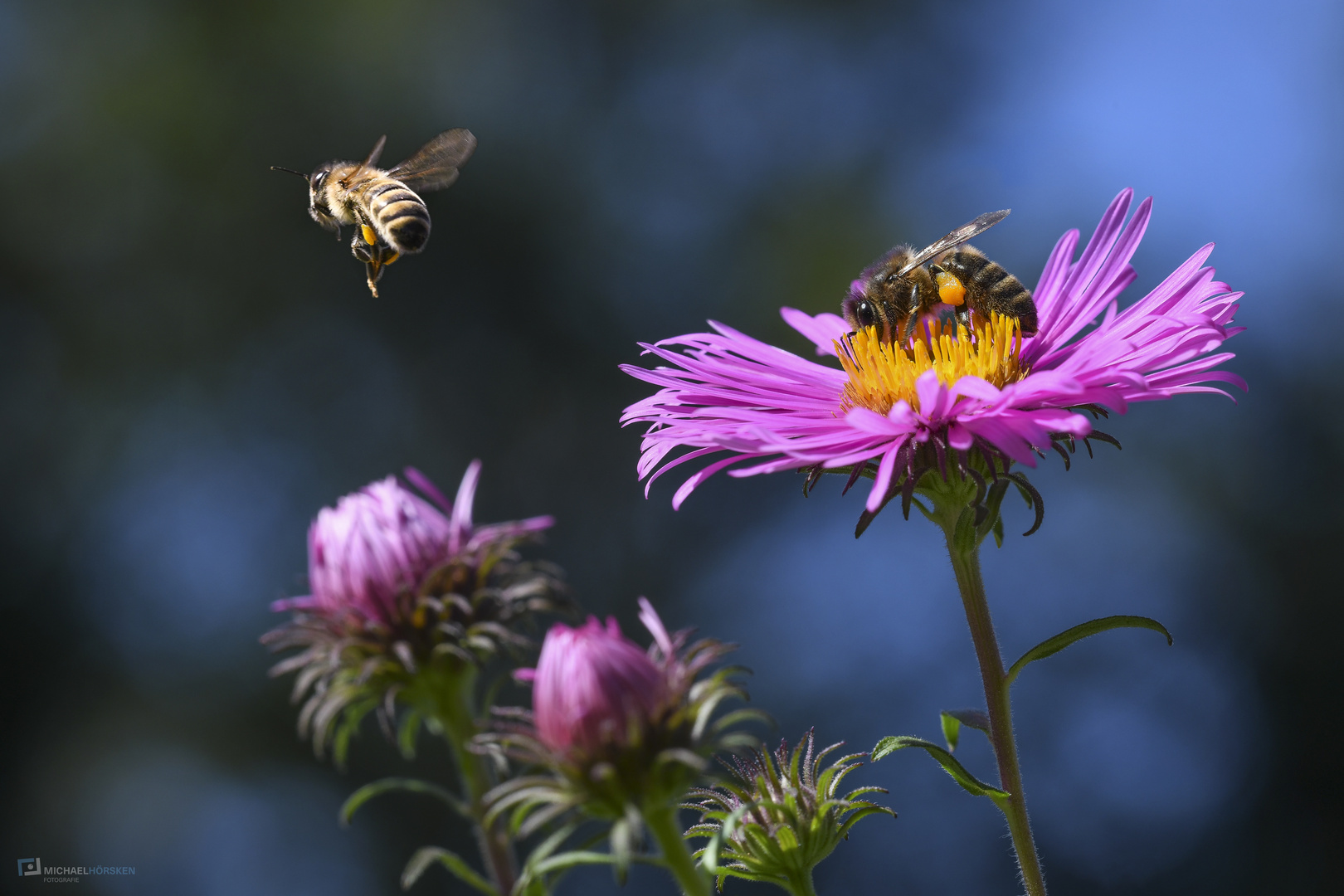 busy bees at work