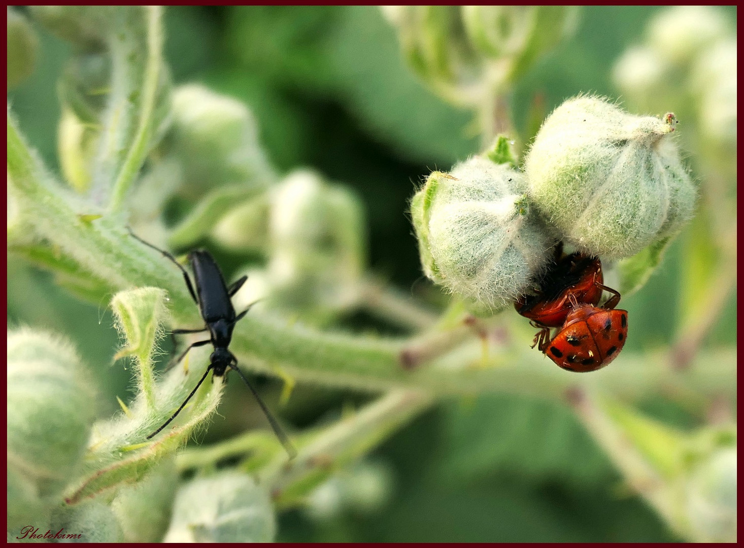 busy! Besucher bei den Brombeerenknospen