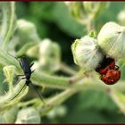 busy! Besucher bei den Brombeerenknospen