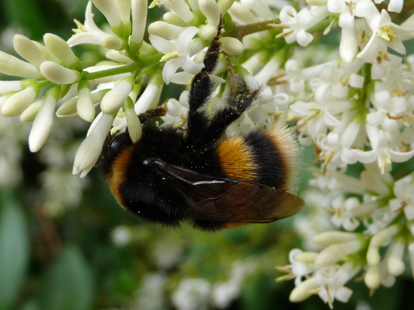 Busy Bumble Bee