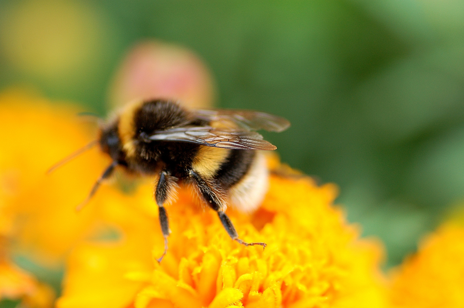 Busy Bumble Bee of Summer