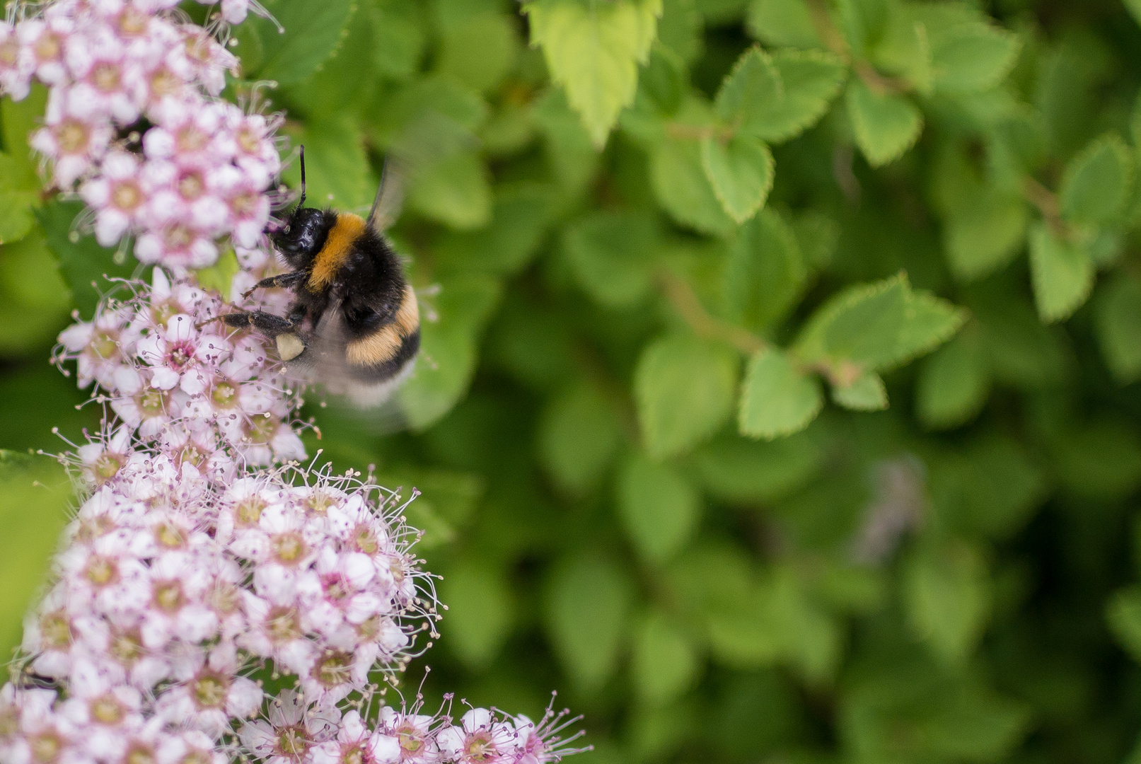 Busy Bumblebee