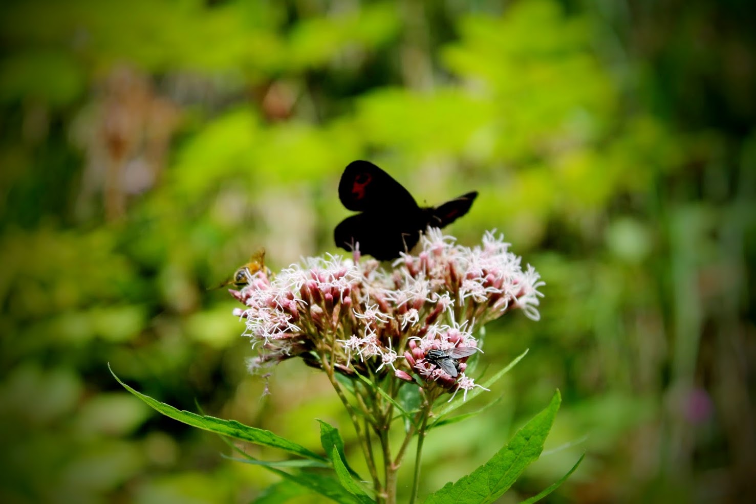 Busy Flower