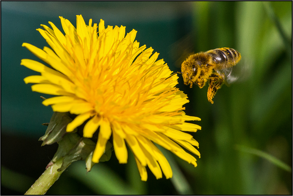 busy garden 2