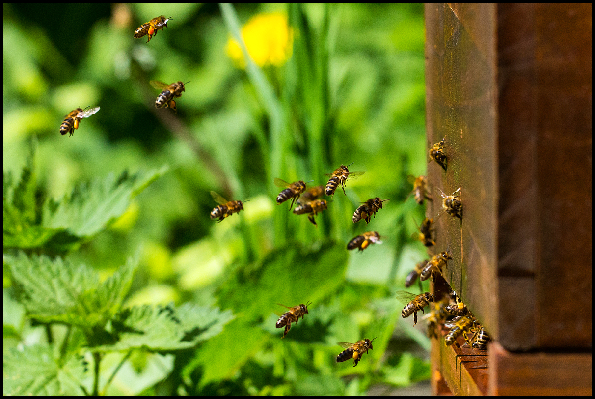 busy garden 3