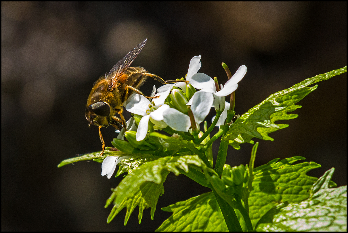 busy garden