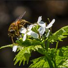 busy garden