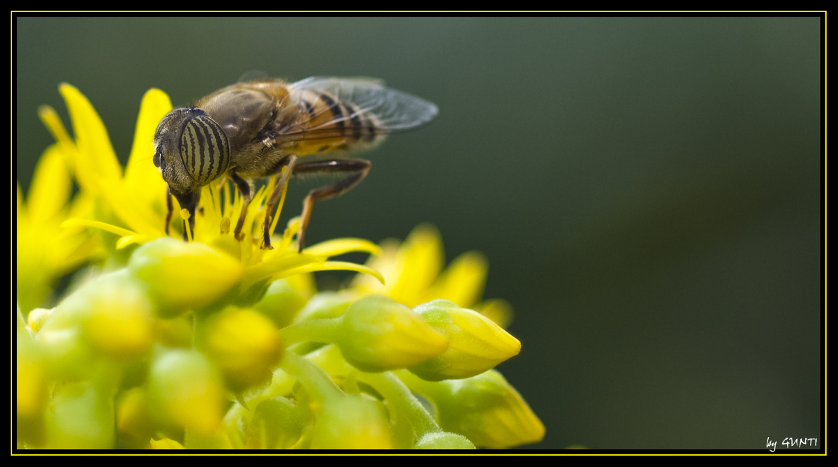 Busy Ms. Hoover Fly