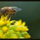 Busy Ms. Hoover Fly