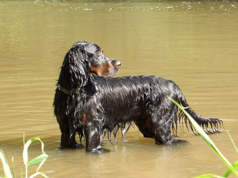 Butch im Kocher