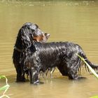 Butch im Kocher