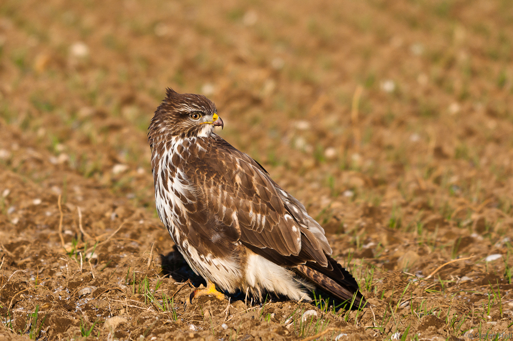 Buteo