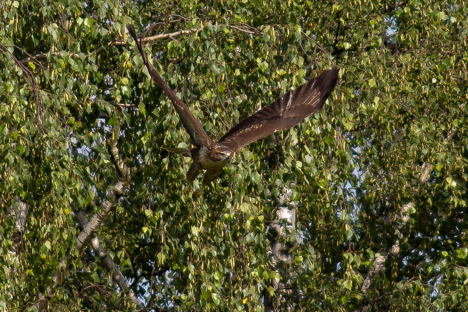 BUTEO