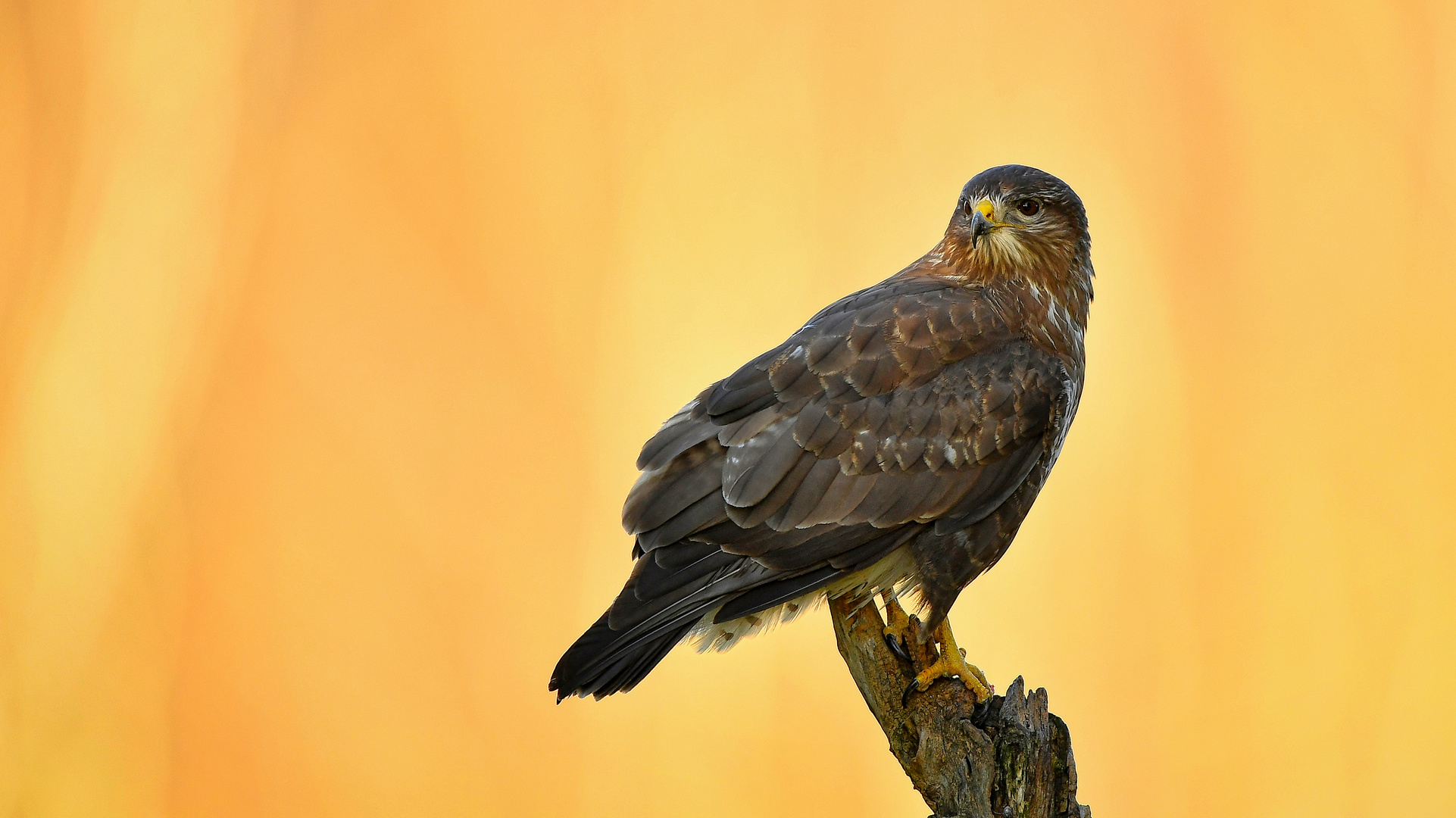 Buteo.. Foto & Bild tiere, wildlife, wild lebende vögel Bilder auf
