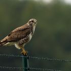 Buteo