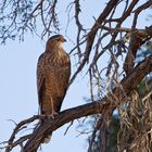 Buteo