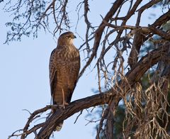 Buteo