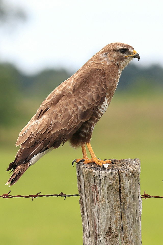 Buteo