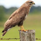 Buteo