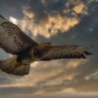 Buteo 