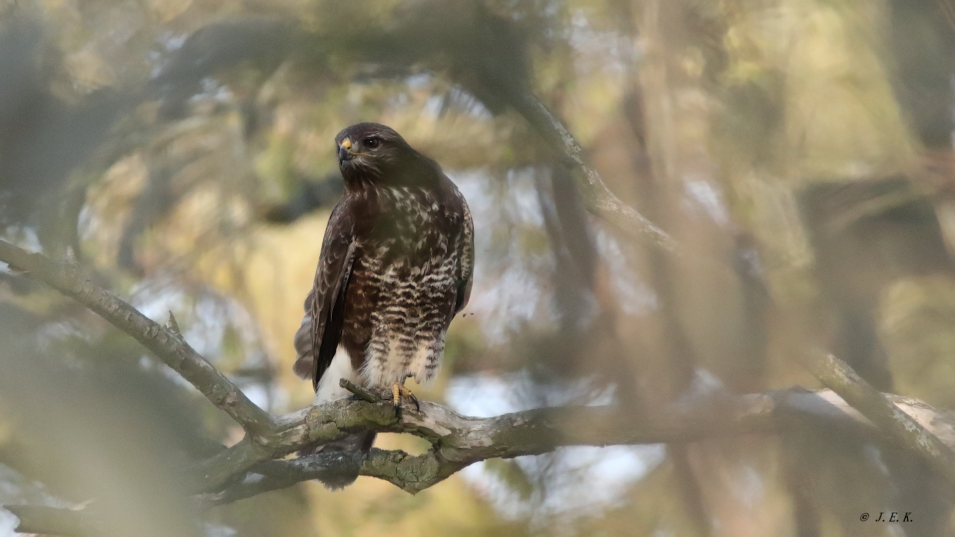 Buteo