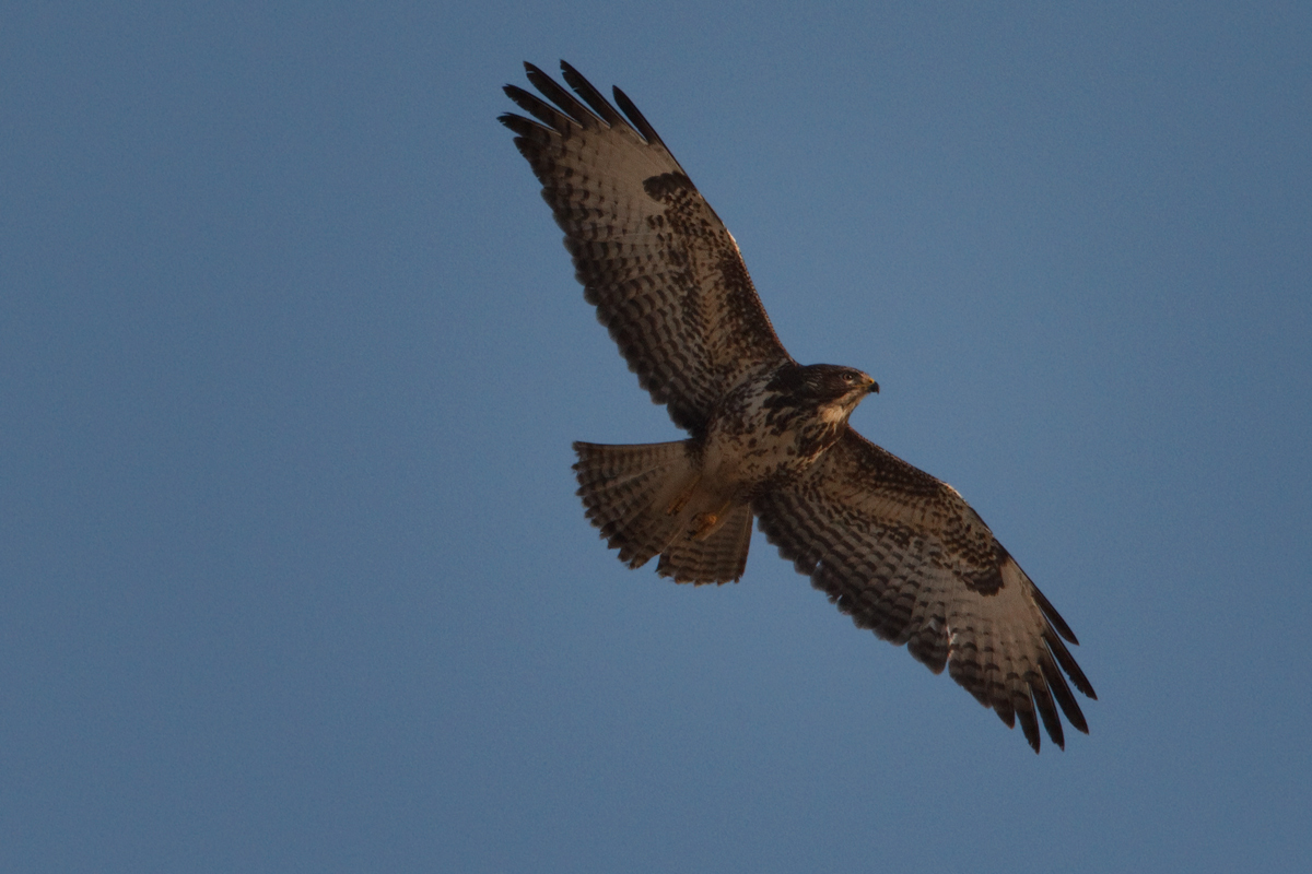 Buteo-Airways