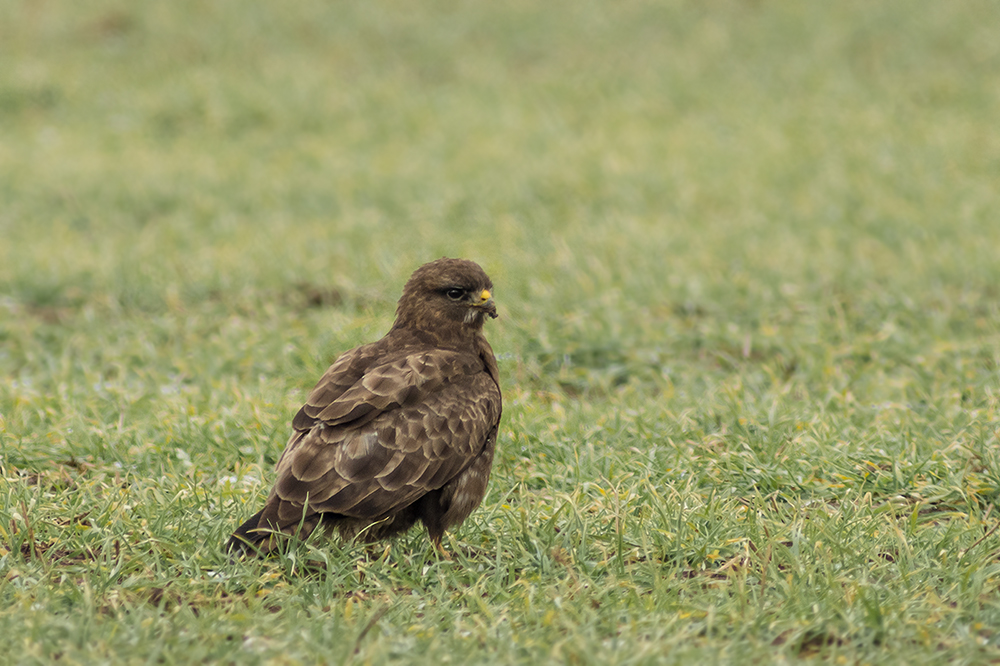 Buteo