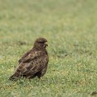 Buteo