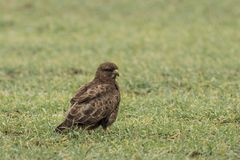 Buteo