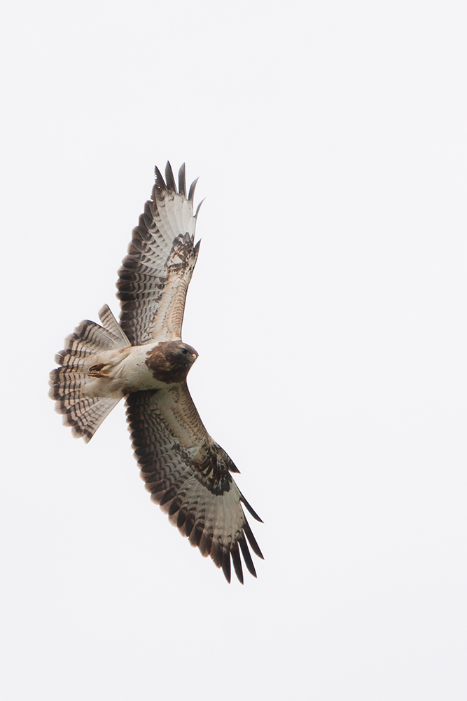 Buteo