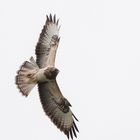 Buteo