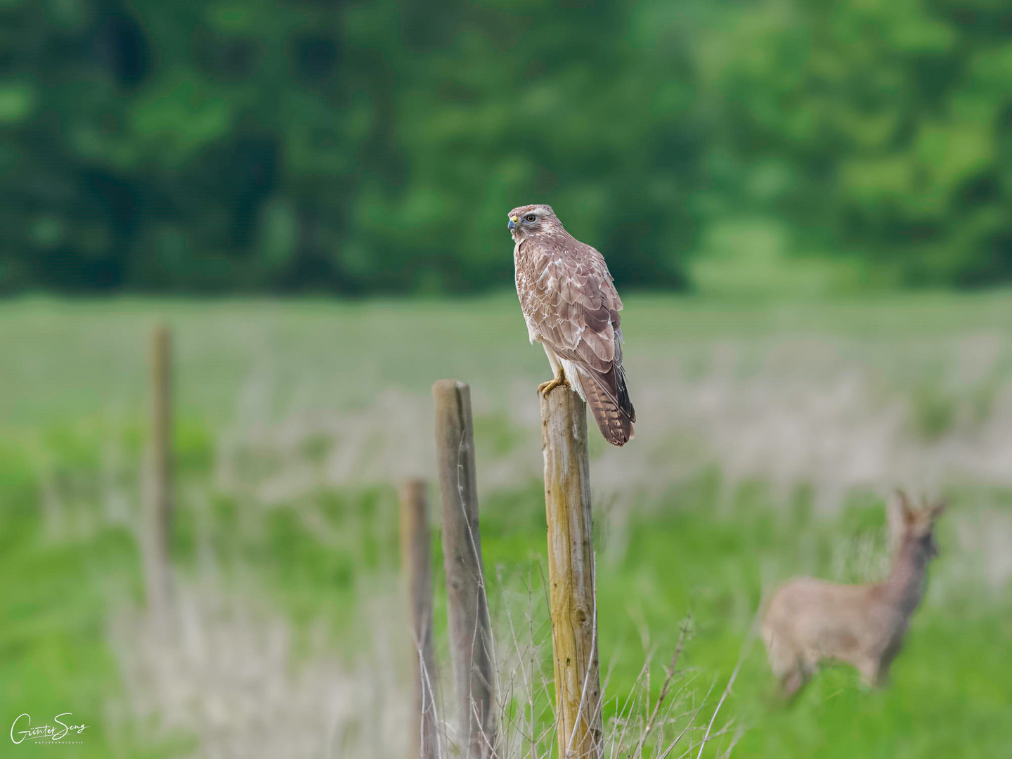 Buteo bureo u.Capreolus capreolus