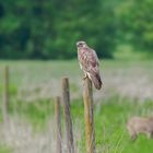 Buteo bureo u.Capreolus capreolus