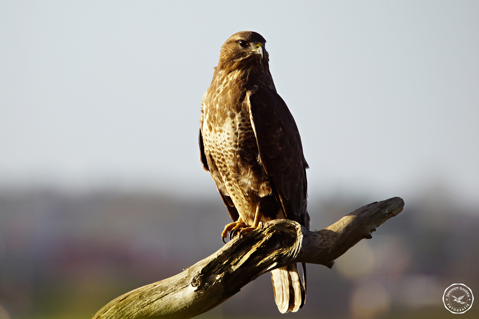 Buteo buteo