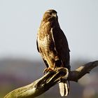 Buteo buteo