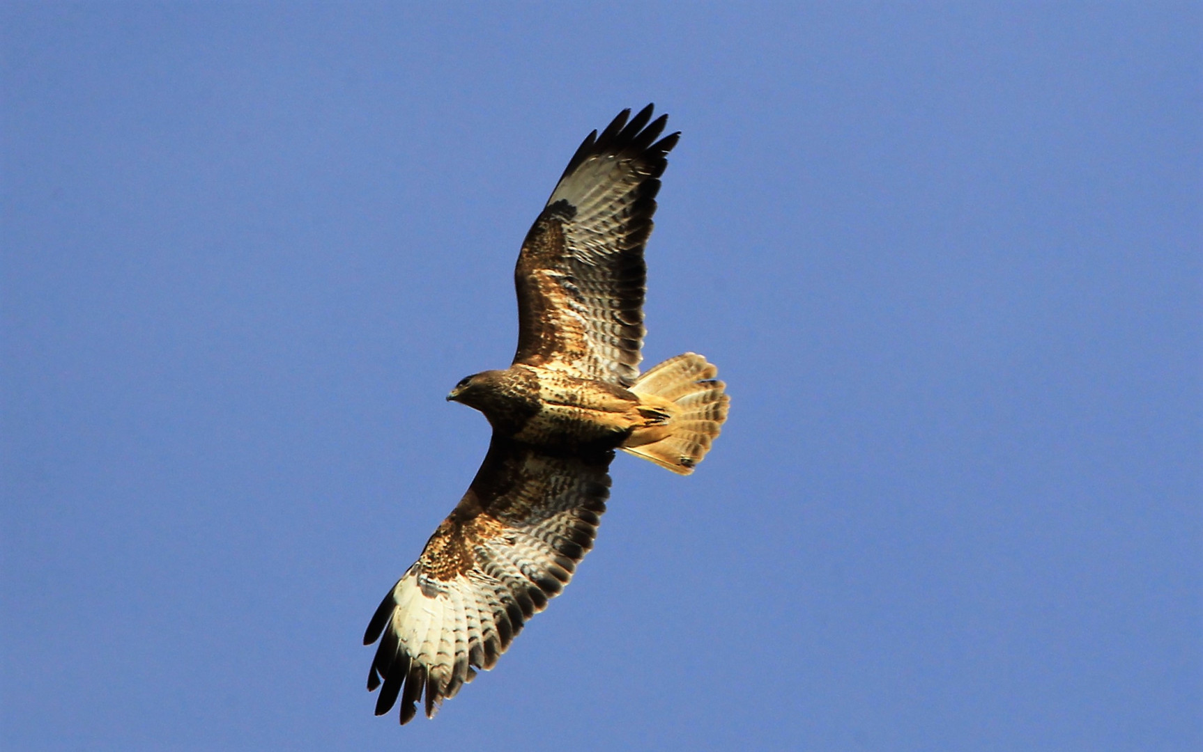 buteo buteo