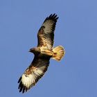 buteo buteo